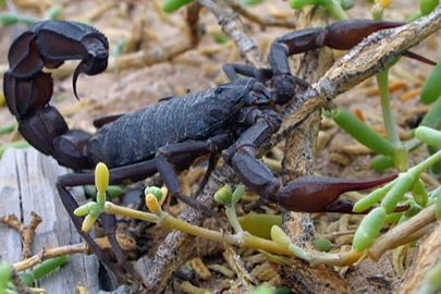 Robots are milking scorpions for venom that can be used in cancer research