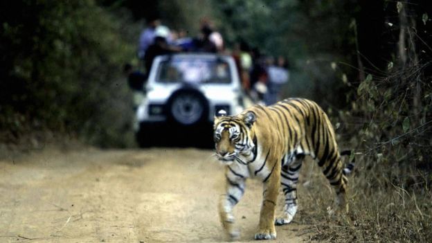 India alarm over rising tiger deaths - BBC News
